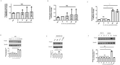 Upregulation of TREM2 expression in M2 macrophages promotes Brucella abortus chronic infection